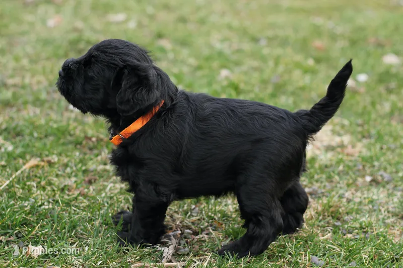 Black Male Orange Collar – Miniature Schnauzer puppy for sale in Ham Lake, MN
