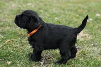 Black Male Orange Collar, a male Miniature Schnauzer for sale in Ham Lake, MN – Photo 3 of 5