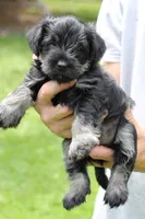 Black and Tan Male Orange Collar, a male Miniature Schnauzer for sale in Ham Lake, MN – 2 of 5