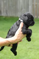 Black Male Silver Collar, a male Miniature Schnauzer for sale in Ham Lake, MN – 4 of 5