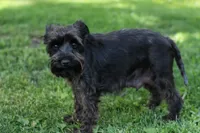 Shadow, a female Miniature Schnauzer for sale in Ham Lake, MN – 3 of 4
