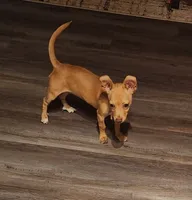 Skittles, a female Chihuahua for sale in Kyle, TX – 2 of 6