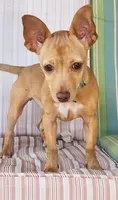 Skittles, a female Chihuahua for sale in Kyle, TX – 4 of 7