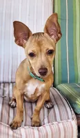 Skittles, a female Chihuahua for sale in Kyle, TX – 7 of 7