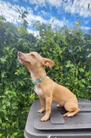 Skittles, a female Chihuahua for sale in Kyle, TX – 6 of 7