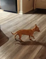 Skittles, a female Chihuahua for sale in Kyle, TX – 4 of 6
