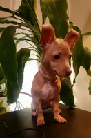 Skittles, a female Chihuahua for sale in Kyle, TX – 3 of 6