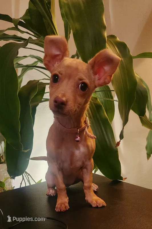 Skittles – Chihuahua puppy for sale in Kyle, TX