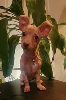 Skittles, a female Chihuahua for sale in Kyle, TX – 1 of 6