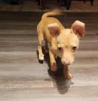 Skittles, a female Chihuahua for sale in Kyle, TX – 5 of 6