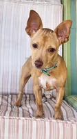 Skittles, a female Chihuahua for sale in Kyle, TX – 3 of 7