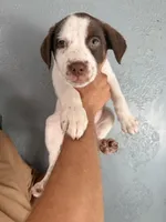 Puppy 4, a male Australian Cattle Dog for sale in Phoenix, AZ – 1 of 1