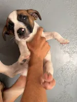 Puppy 6, a female Australian Cattle Dog for sale in Phoenix, AZ – 1 of 1