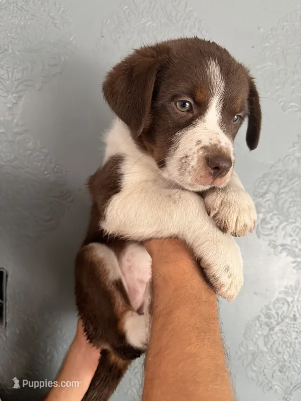 Puppy one  – Australian Cattle Dog puppy for sale in Phoenix, AZ