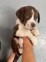 Puppy one , a female Australian Cattle Dog for sale in Phoenix, AZ – 1 of 1