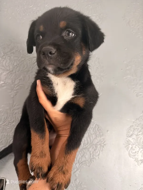Puppy three  – Australian Cattle Dog puppy for sale in Phoenix, AZ