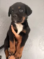Puppy three , a male Australian Cattle Dog for sale in Phoenix, AZ – 1 of 1
