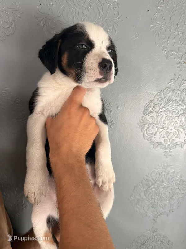 Puppy 5 – Australian Cattle Dog puppy for sale in Phoenix, AZ
