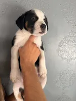 Puppy 5, a female Australian Cattle Dog for sale in Phoenix, AZ – 1 of 1