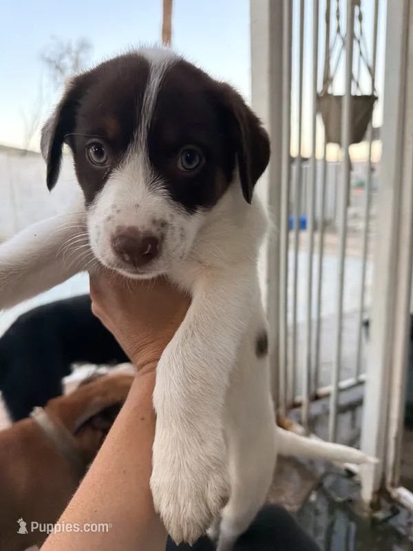 Boxer mix  – Australian Cattle Dog, Boxer puppy for sale in Phoenix, AZ