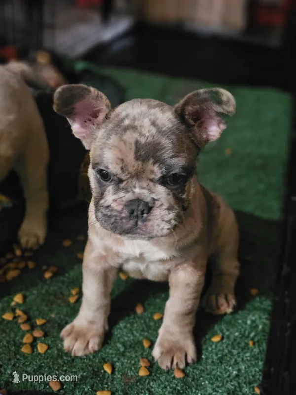 FRANKY – French Bulldog puppy for sale in Oceanside, CA