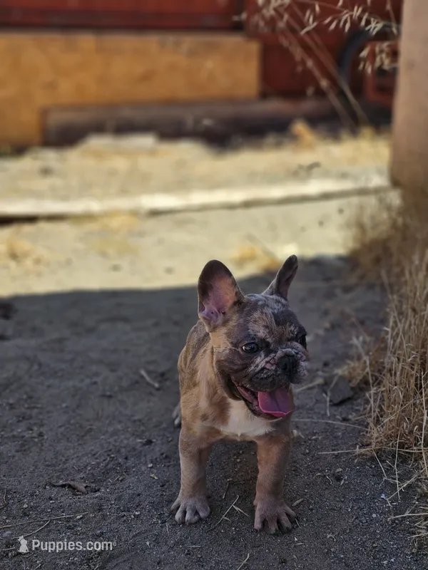 FRANKY – French Bulldog puppy for sale in Oceanside, CA