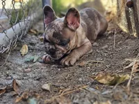 FRANKY, a male French Bulldog for sale in Oceanside, CA – 3 of 4
