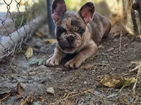 FRANKY, a male French Bulldog for sale in Oceanside, CA – 4 of 4