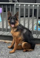 Pressia, a female German Shepherd Dog for sale in Harrisburg, PA – 2 of 6