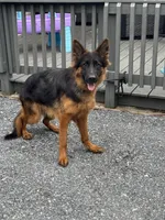 Pressia, a female German Shepherd Dog for sale in Harrisburg, PA – 4 of 6
