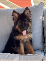 Mia , a female German Shepherd Dog for sale in Harrisburg, PA – 6 of 6