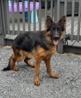 Pressia, a female German Shepherd Dog for sale in Harrisburg, PA – 5 of 6