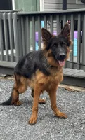 Pressia, a female German Shepherd Dog for sale in Harrisburg, PA – 3 of 6