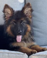 Mia , a female German Shepherd Dog for sale in Harrisburg, PA – 5 of 6
