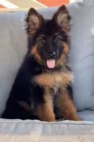 Mia , a female German Shepherd Dog for sale in Harrisburg, PA – 3 of 6