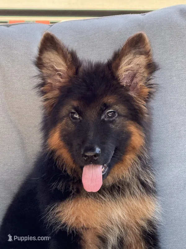 Mia  – German Shepherd Dog puppy for sale in Harrisburg, PA