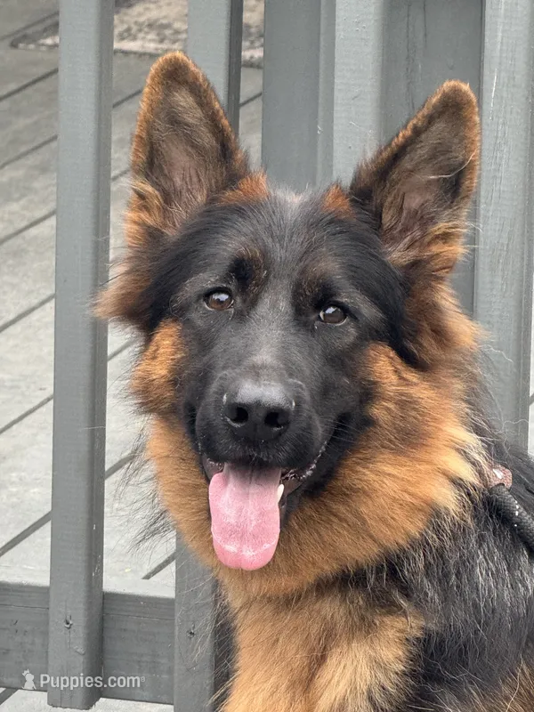 Pressia – German Shepherd Dog puppy for sale in Harrisburg, PA