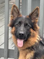 Pressia, a female German Shepherd Dog for sale in Harrisburg, PA – 1 of 6