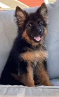 Mia , a female German Shepherd Dog for sale in Harrisburg, PA – 2 of 6