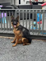 Pressia, a female German Shepherd Dog for sale in Harrisburg, PA – 6 of 6
