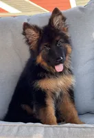 Mia , a female German Shepherd Dog for sale in Harrisburg, PA – 4 of 6