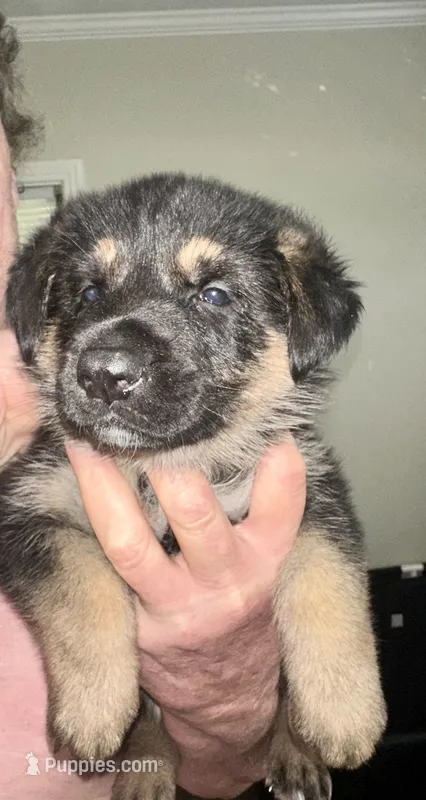 Annie white collar female  – German Shepherd Dog puppy for sale in Pine Bluff, AR