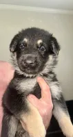 Sweet pea pink collar , a female German Shepherd Dog for sale in Pine Bluff, AR – 1 of 1