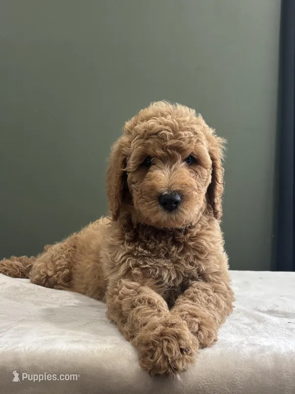Penny  – English Goldendoodle puppy for sale in Chicago Ridge, IL