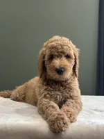 Penny , a female English Goldendoodle for sale in Chicago Ridge, IL – 1 of 1