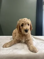Max, a male English Goldendoodle for sale in Chicago Ridge, IL – 5 of 6