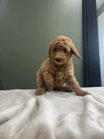 Max, a male English Goldendoodle for sale in Chicago Ridge, IL – 2 of 6
