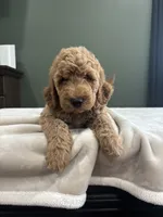 Max, a male English Goldendoodle for sale in Chicago Ridge, IL – 1 of 6