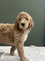 Max, a male English Goldendoodle for sale in Chicago Ridge, IL – 3 of 6