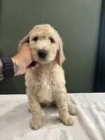 Max, a male English Goldendoodle for sale in Chicago Ridge, IL – 4 of 6